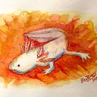Study of the Axolotl #4