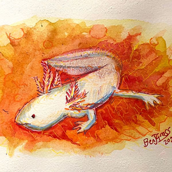Study of the Axolotl #4