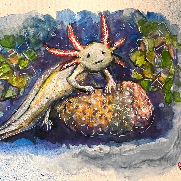 Study of the Axolotl #1