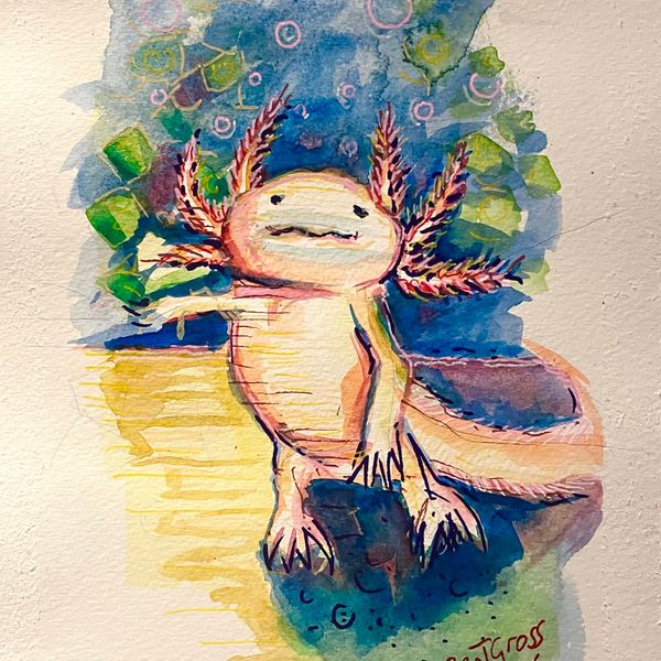 Study of the Axolotl #2
