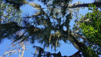 Moss and blue skies!
