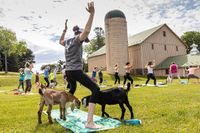 Goat Yoga