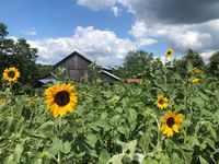 Common Ground Organic Farm Tours