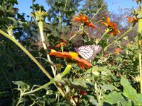 Centred Outdoors Activites at Rhoneymeade