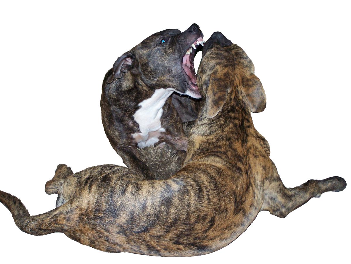 Dog Intraguild Predation Seminar