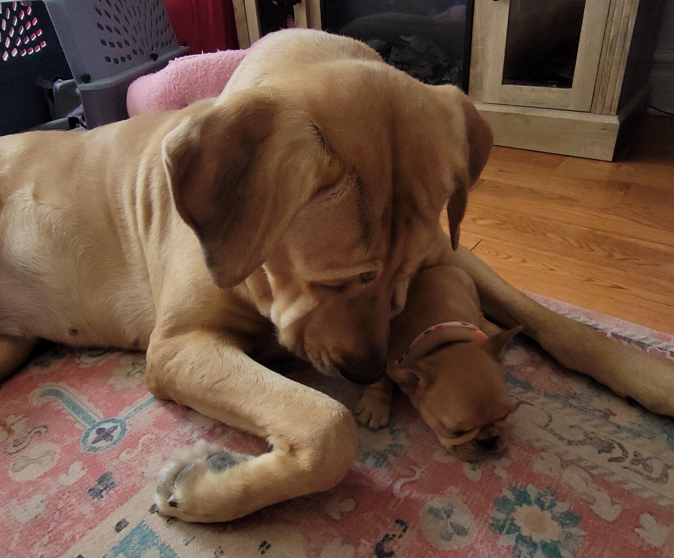 Adult Broholmer dog meets seven week old french bulldog puppy on the living room floor 