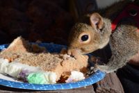 Squirrelly AF Fundraiser 
