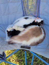OCC Roadhouse Pet Adoption Event