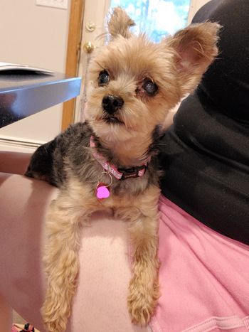 Little Juno wasn't happy about the storm so she demanded lap snuggles. I was happy to accommodate her!
