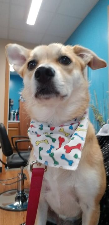 Piper looking snazzy in her new bandana
