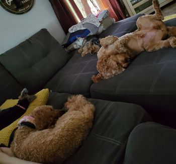 I was trapped on the couch, for you never awaken a sleeping pupper!
