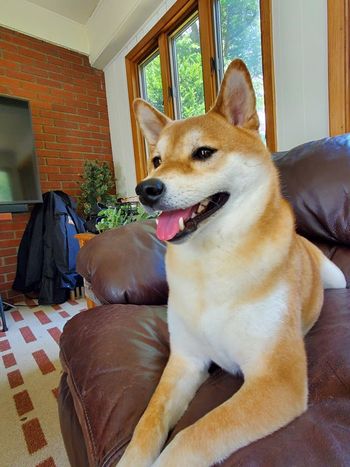 Shiloh is accepting applications for modeling jobs
