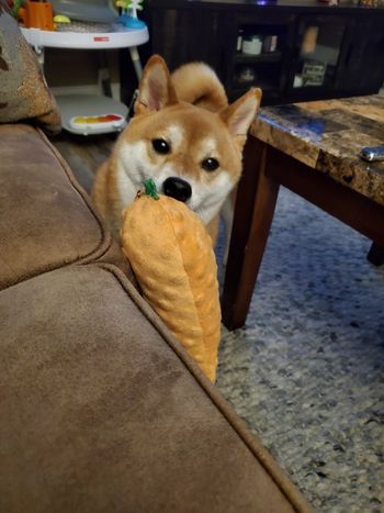 Shiloh was very happy to have his carrot back after I sewed it!

