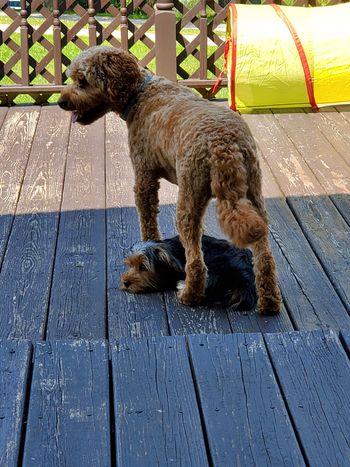 The bond between Duke and Dakota was so beautiful to see. You can really tell they are brothers.
