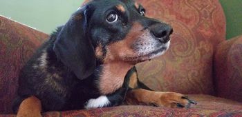 I called her "Dixie Doodle". She did not approve!
