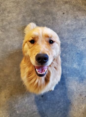 She can be sneaky, but Honey Bear is a very good girl!
