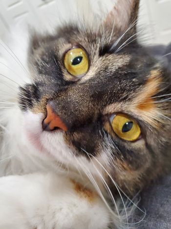 Callie being gorgeous
