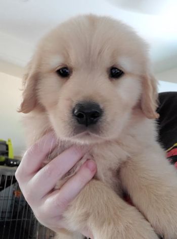 This is Uno, named for being the only surviving pup in his litter. He's all grown up now!
