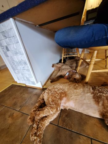 All five of my furry friends lined up under me for a nap!
