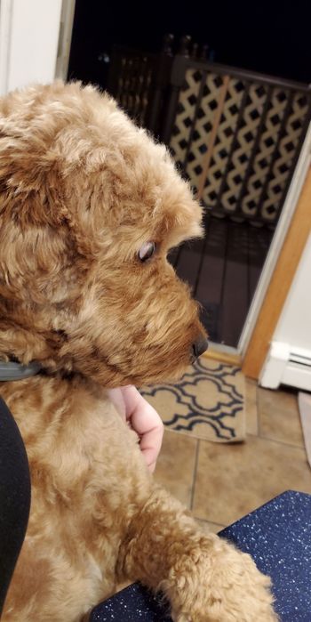 Duke was very intimidated by my Korean lesson!
