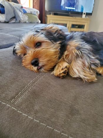 Dakota always had the tiniest blep going on!
