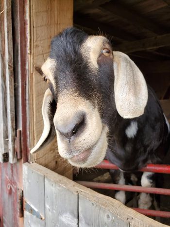 Sparky, the friendliest goat you will ever meet!
