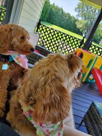 Honey Lemon and her momma Paris were enjoying the nice day!

