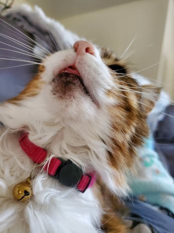 Snickers offers teefs and tiny blep for your approval
