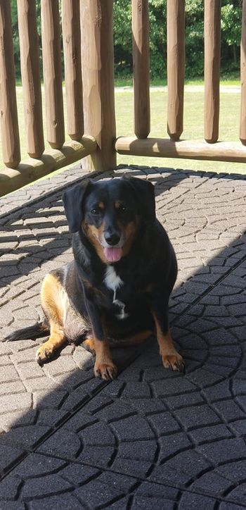 Dixie enjoying the balcony
