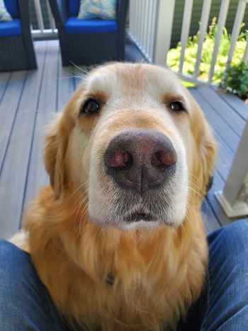 Blue demanding more pets and kisses!
