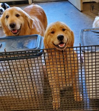 Honey Bear, Blue, and Abby peeking in the back!
