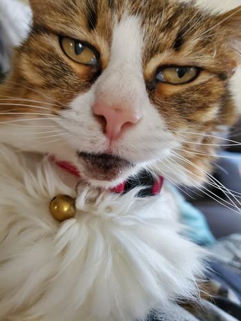Snickers being beautiful
