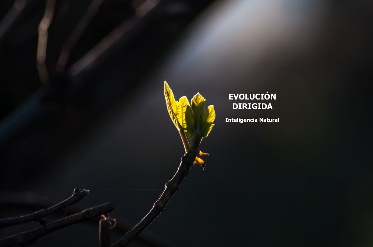 Libro Evolución Dirigida