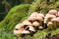 Cueillette comestibles et champignons