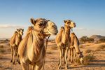 Camels 12 Images
