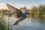 Birds 16 Images 