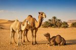Camels 12 Images