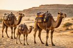 Camels 12 Images