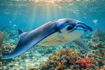 Sea Creatures 16 Images