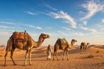 Camels 12 Images