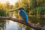 Birds 16 Images 