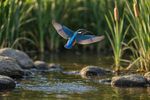 Birds 16 Images 