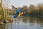 Birds 16 Images 