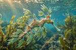 Sea Creatures 16 Images