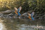 Birds With Mate 12 Images