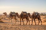 Camels 12 Images