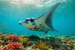 Sea Creatures 16 Images