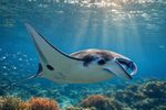 Sea Creatures 16 Images