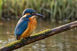 Birds 16 Images 
