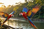 Birds With Mate 12 Images